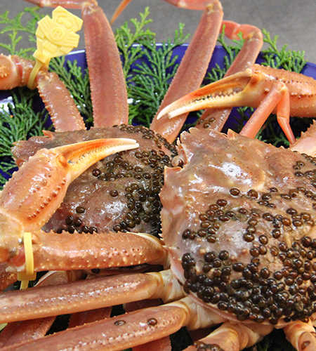 冬の味覚越前ガニ