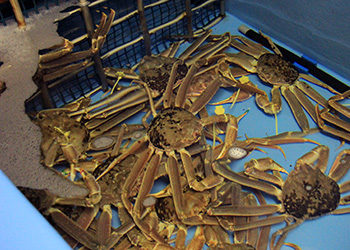 ほんまもんの越前ガニを堪能！