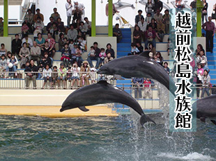 越前松島水族館