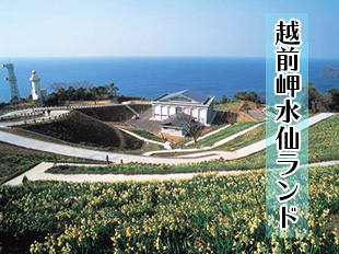 越前岬水仙ランド